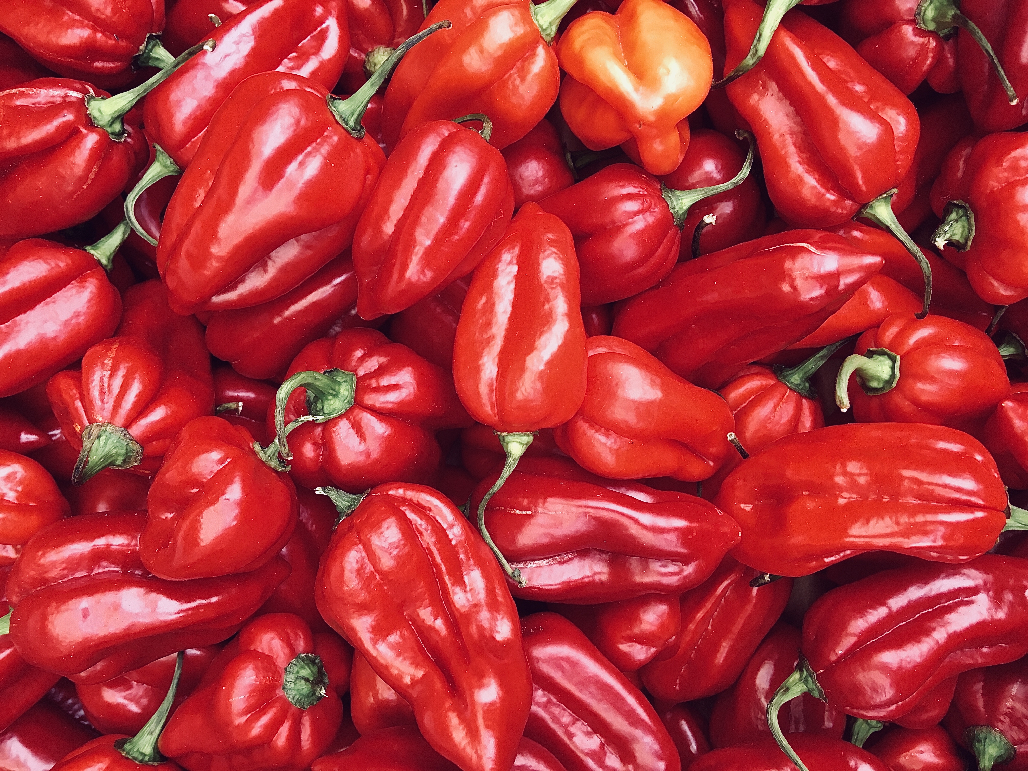 Photo of many Carolina Reaper peppers