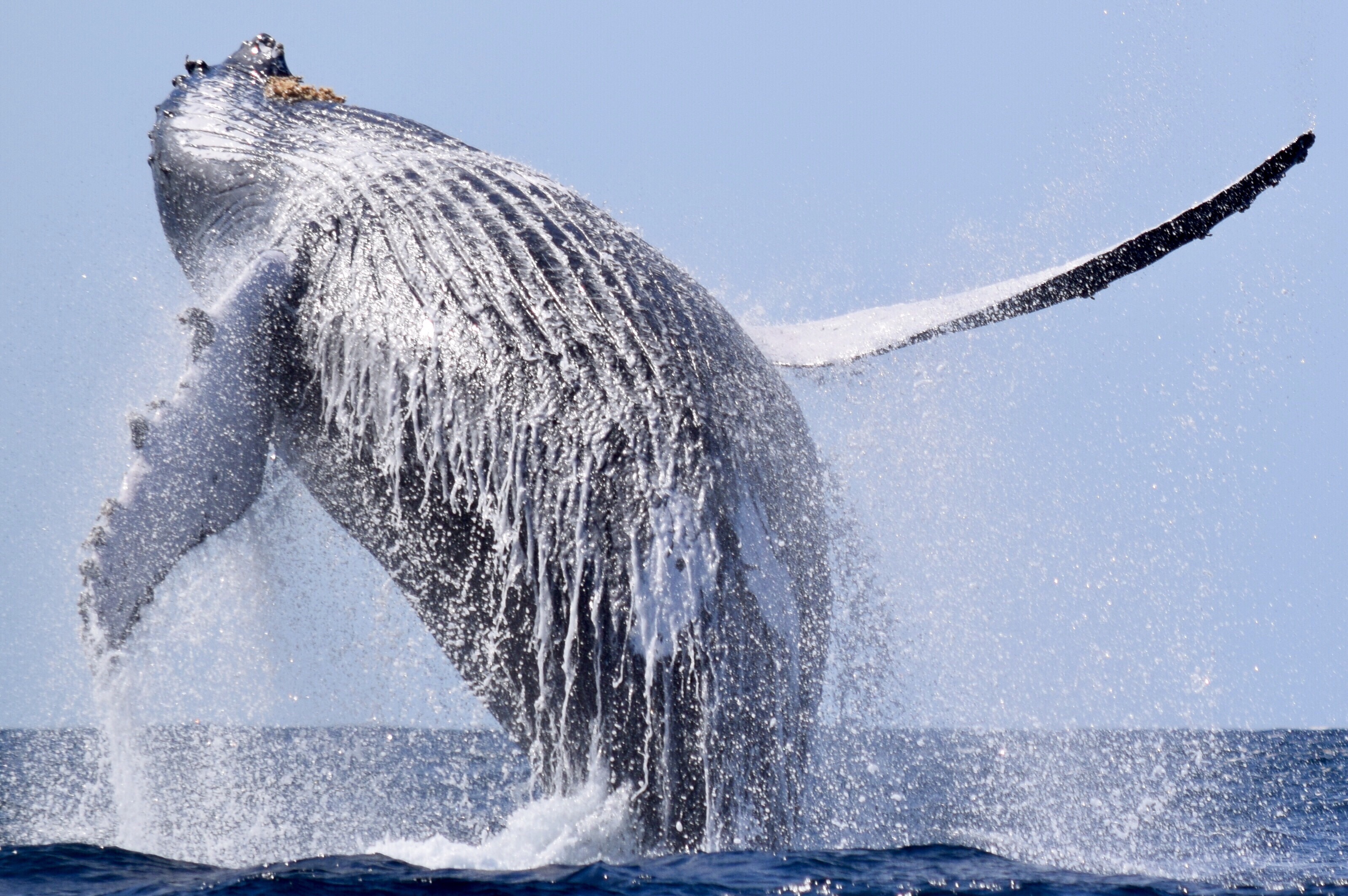 Photo of breaching whale.