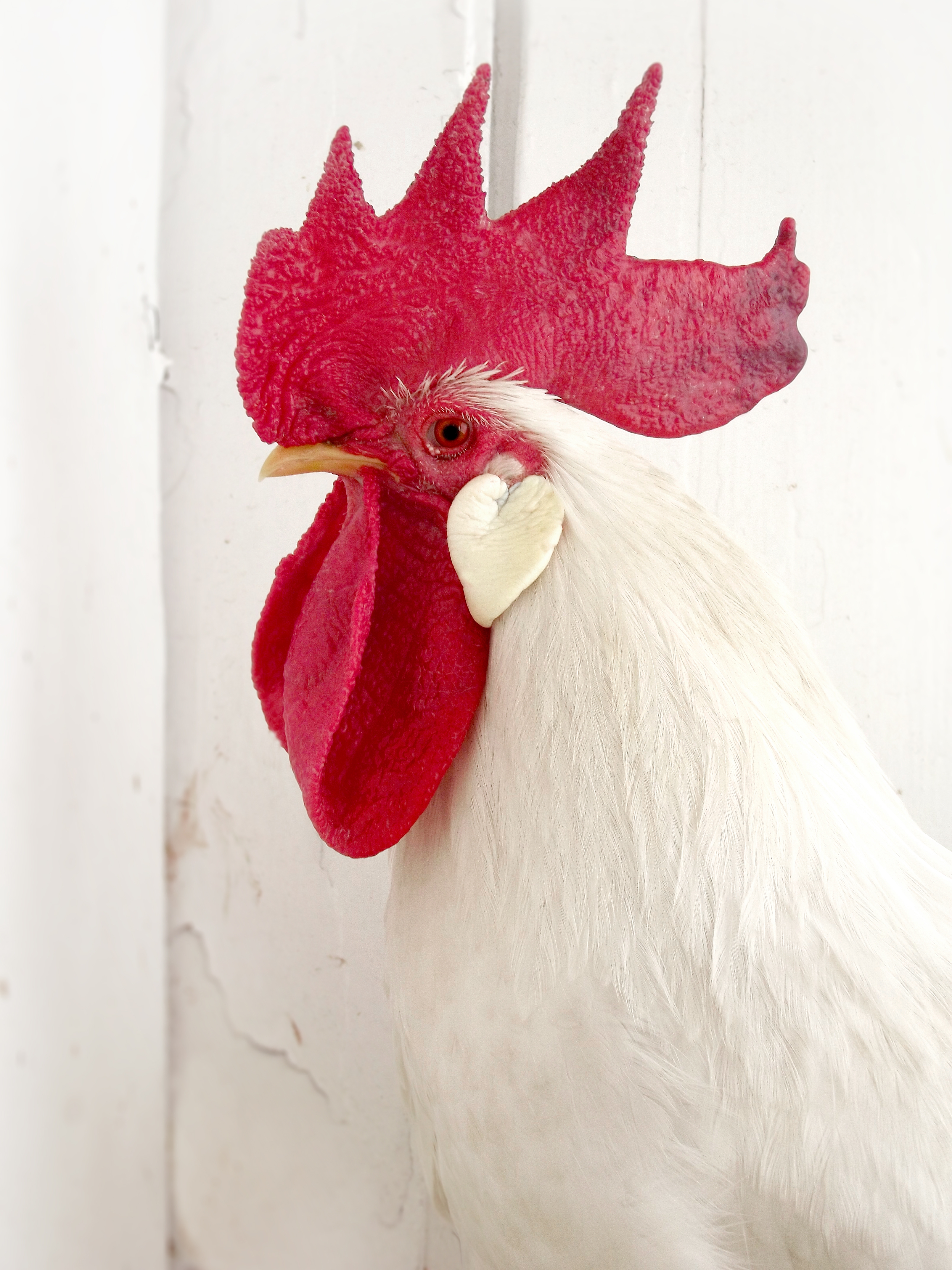 Photo of white rooster with red comb.
